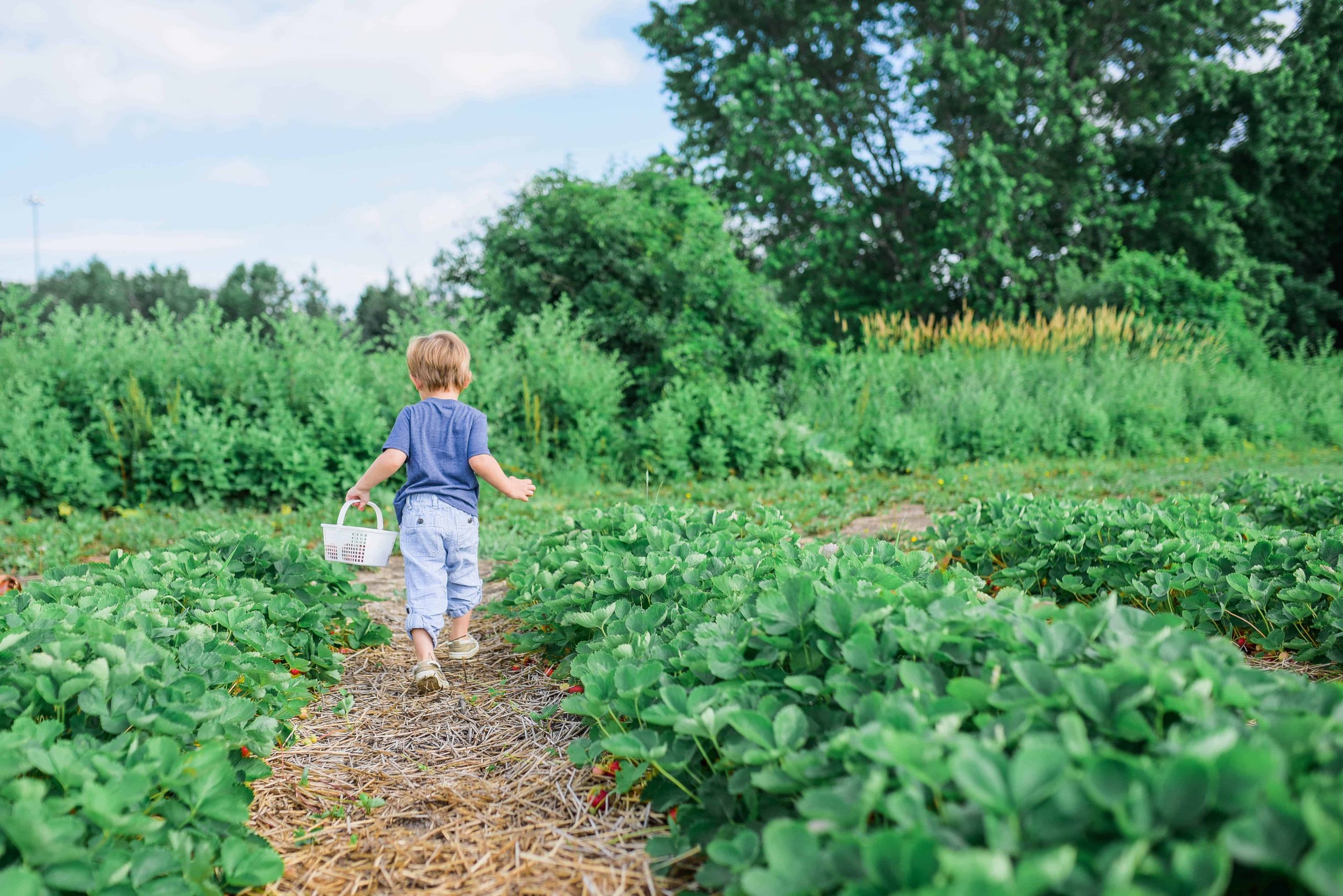 toddler walking in field